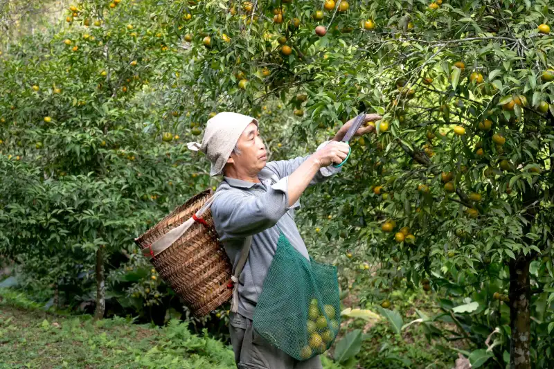 家庭清洁用品成分对比:洗衣粉与柔顺剂的科学选择指南